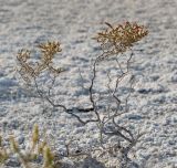 Halocnemum strobilaceum. Особь галофильного кустарничка на кромке лишенного высшей растительности коркового солончака, с толщей вспученных солей на поверхности. Алтайский край, Благовещенский р-н; Центральная Кулунда, восточный берег оз. Кучукское, в 2 км к югу от устья р. Кучук, переработанная ложбина древнего устья в разрыве восточного борта озёрной котловины; гидроморфный сульфатно-хлоридный солончак на плоском днище бессточного лотка; выс. 99 м н.у.м. 24 сентября 2016 г.