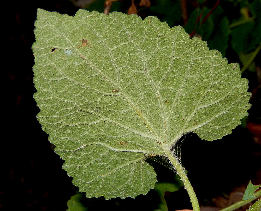 Image of Campanula alliariifolia specimen.