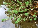 Myriophyllum aquaticum