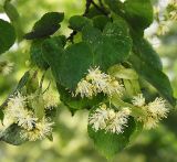 Tilia cordata. Соцветия. Польша, Варшава. 27.06.2009.