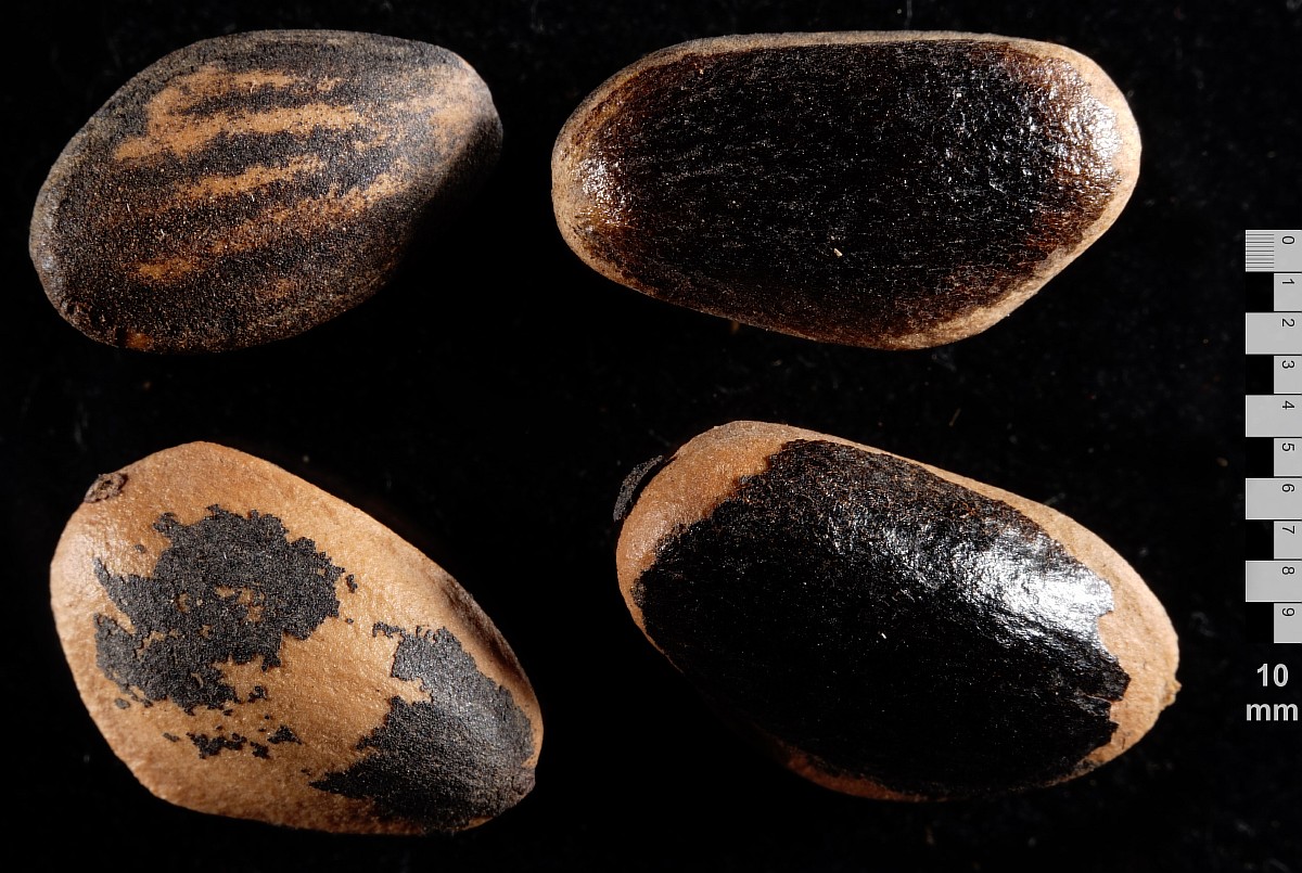 Image of Pinus coulteri specimen.