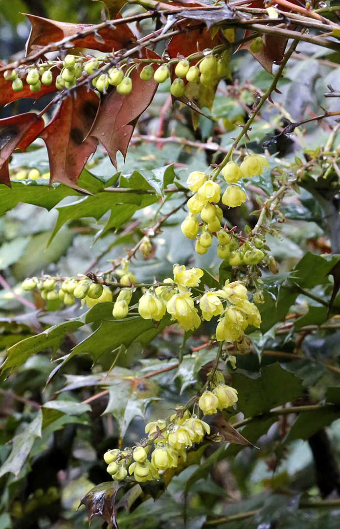 Image of Mahonia &times; media specimen.