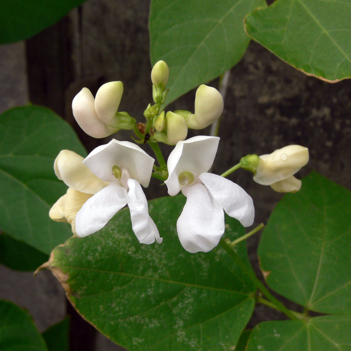 Изображение особи Phaseolus coccineus.