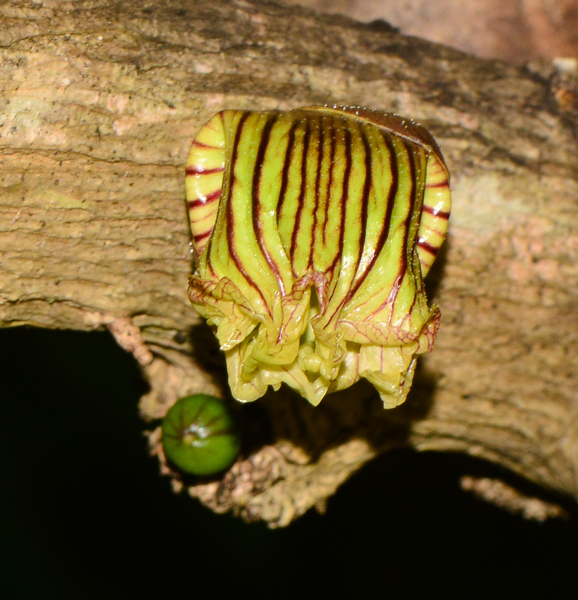 Image of Crescentia alata specimen.