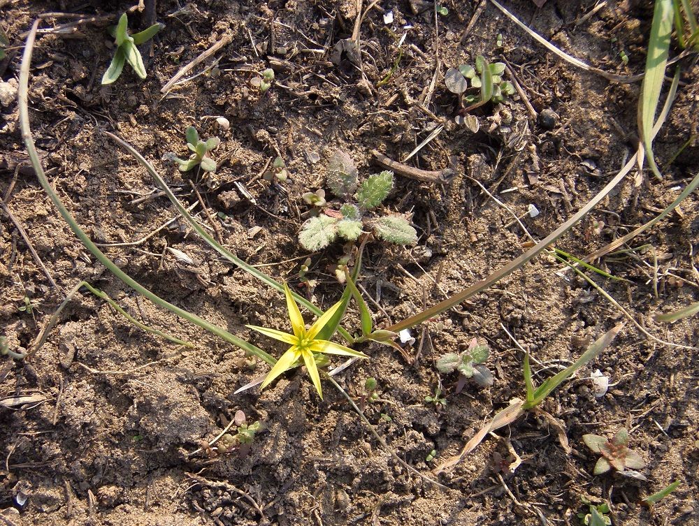 Image of genus Gagea specimen.