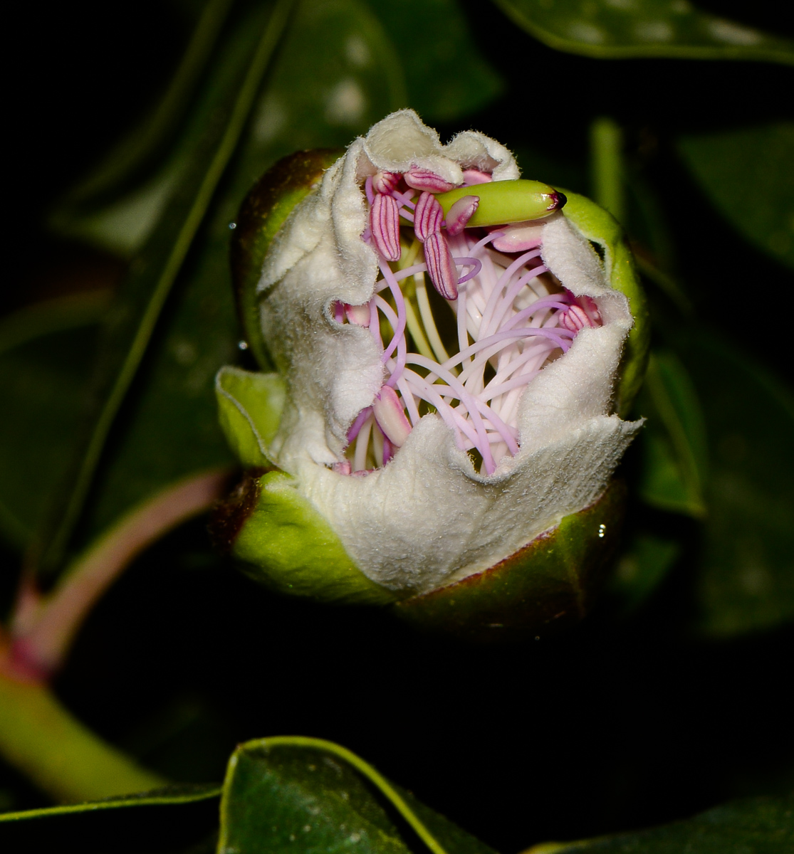 Изображение особи Capparis aegyptia.