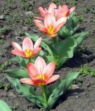 род Tulipa