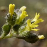 Alyssum minutum