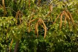 Handroanthus chrysanthus