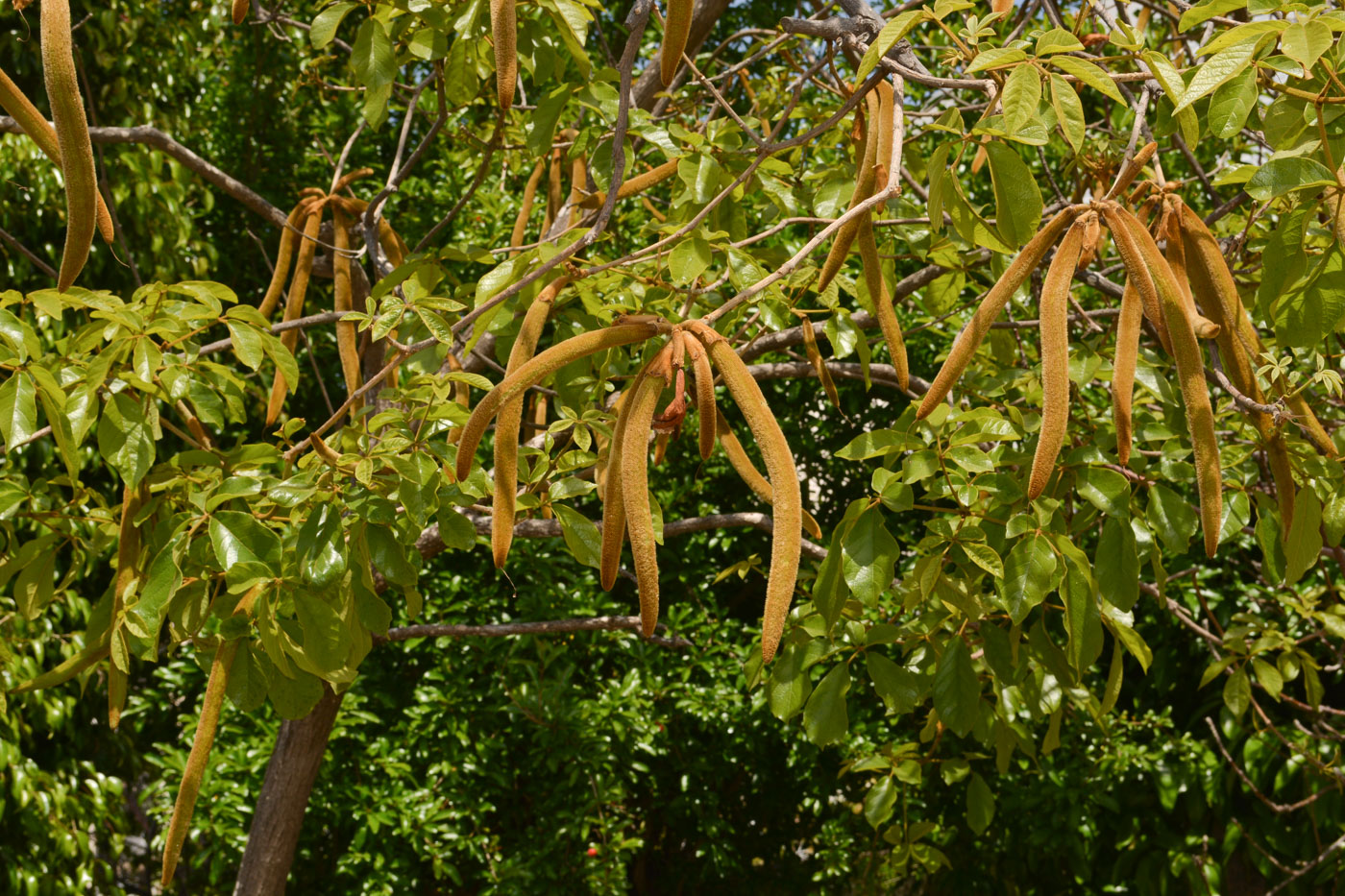 Изображение особи Handroanthus chrysanthus.