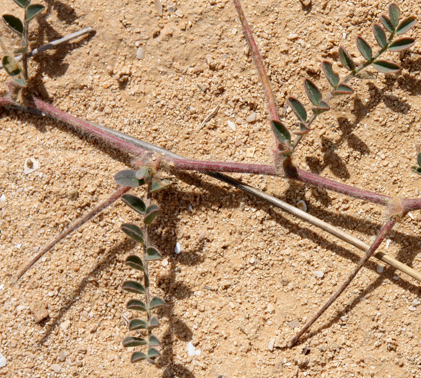 Изображение особи Astragalus peregrinus.