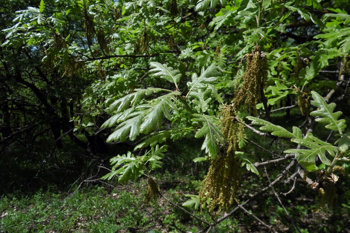 Изображение особи Quercus pubescens.