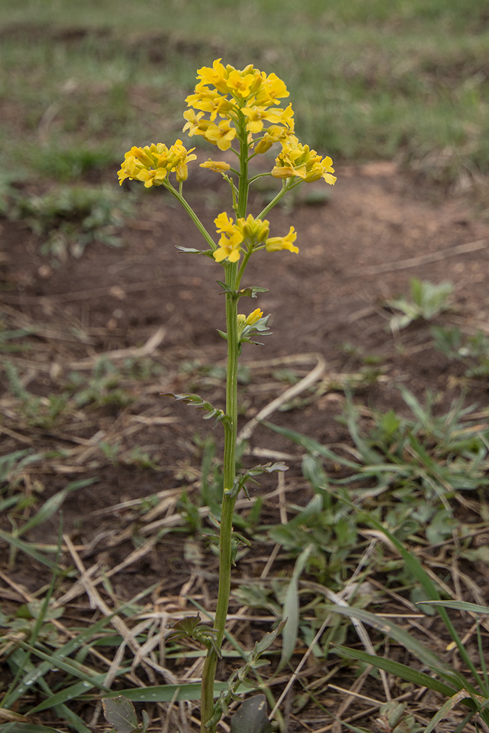 Image of Barbarea arcuata specimen.