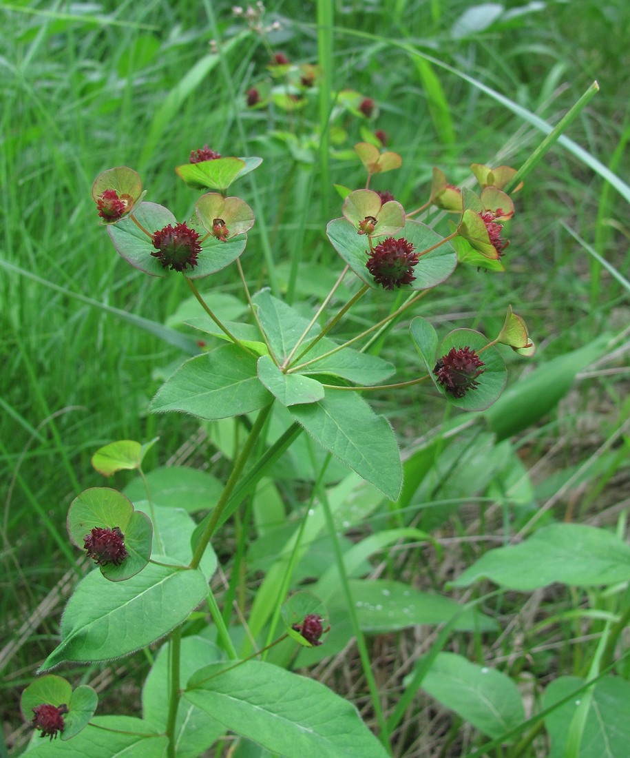 Изображение особи Euphorbia squamosa.