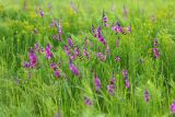 Gladiolus imbricatus