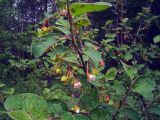 Cotoneaster melanocarpus. Ветви с незрелыми плодами. Свердловская обл., окр. г. Североуральск, опушка смешанного леса. 24.06.2007.