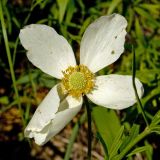 Anemone sylvestris. Отцветающий цветок. Башкортостан, долина р. Юрюзань ниже г. Усть-Катав, скалы Пороховой горы, разреженный сосновый бор. 10 июня 2017 г.