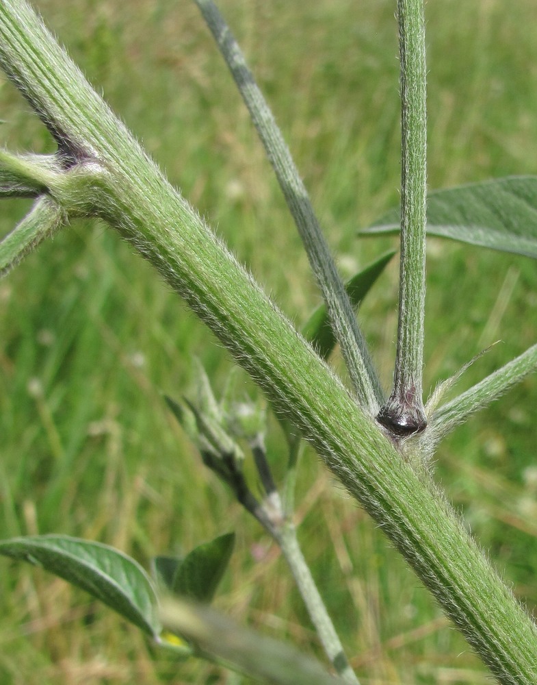 Image of Psoralea bituminosa ssp. pontica specimen.