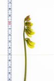 Lathyrus litvinovii