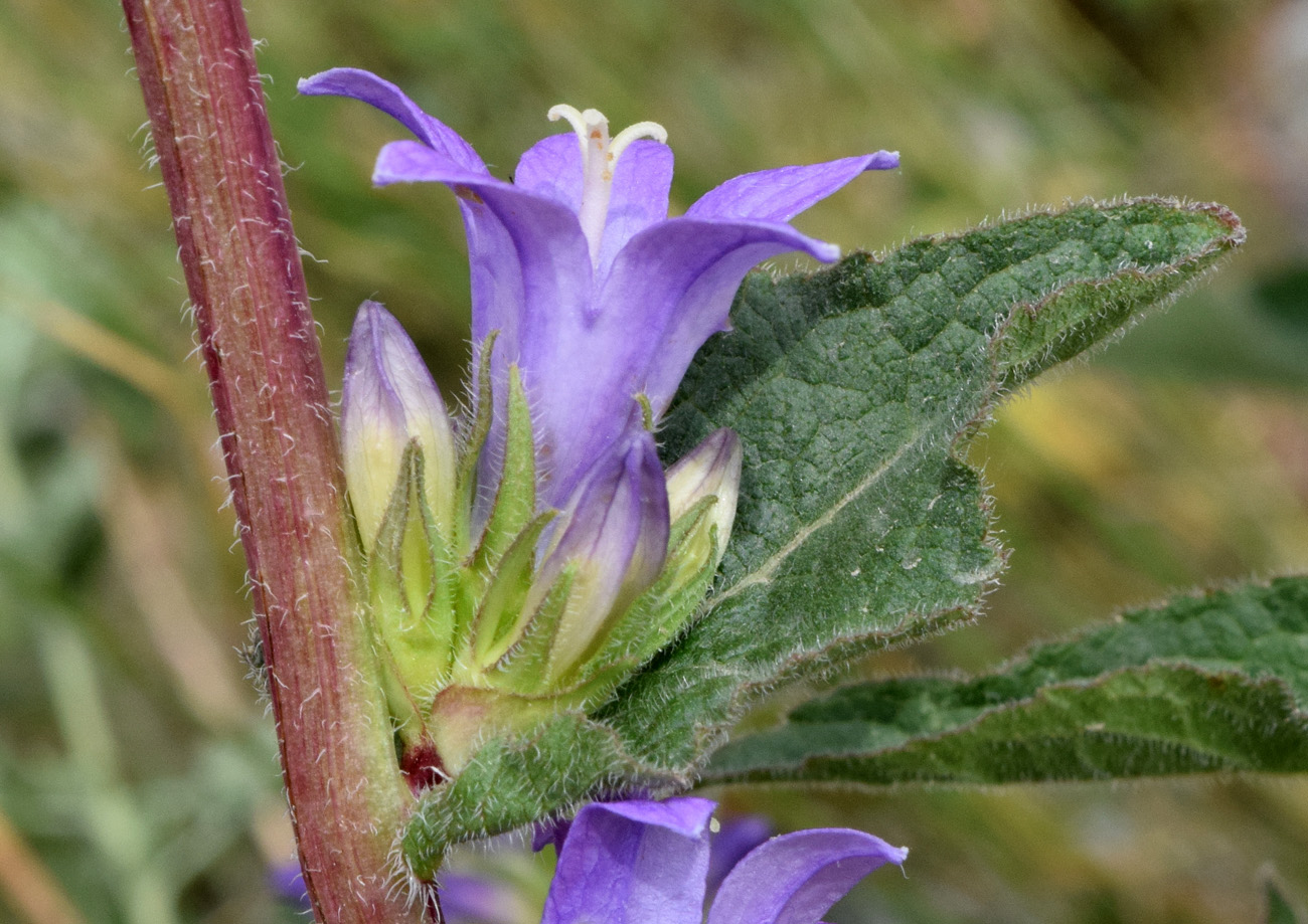 Изображение особи Campanula glomerata.