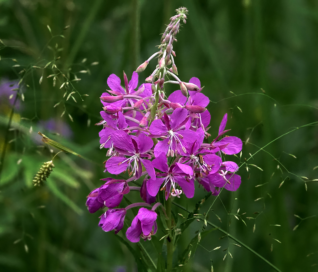 Image of Chamaenerion angustifolium specimen.