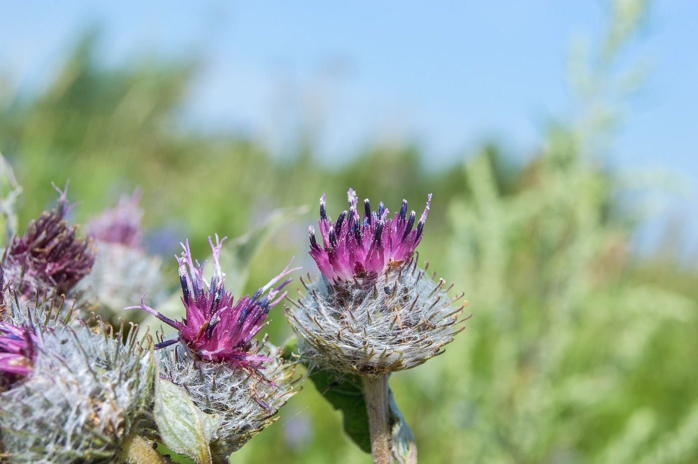 Изображение особи Arctium tomentosum.