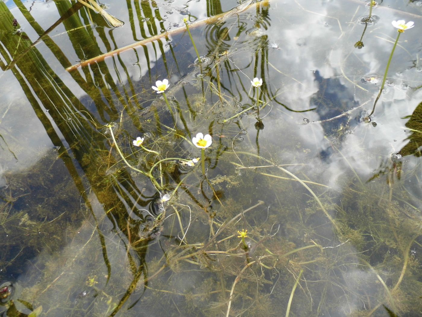 Image of Ranunculus subrigidus specimen.