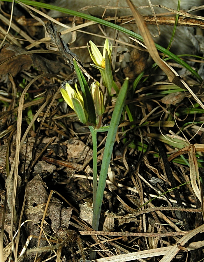 Image of Gagea fedtschenkoana specimen.