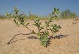 Elaeagnus angustifolia. Молодые побеги, отрастающие от обнажившегося корневища. Краснодарский край, м/о город-курорт Анапа, окр. с. Витязево, дюна Витязевской косы. 05.08.2017.