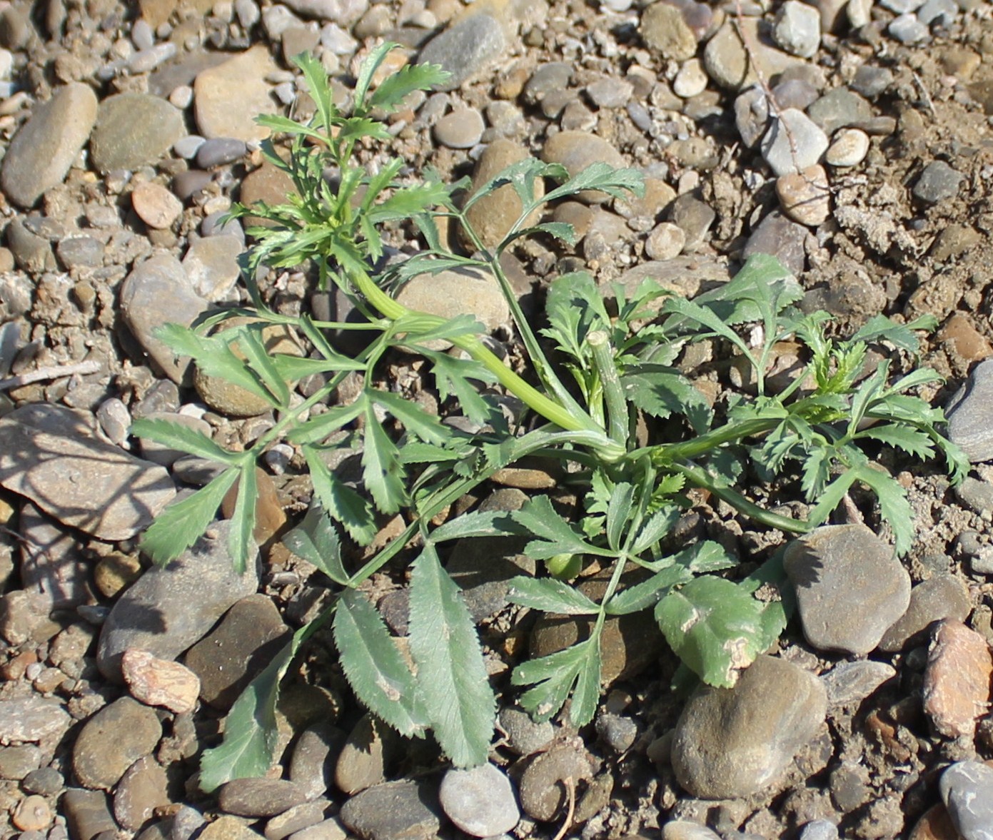 Image of familia Apiaceae specimen.