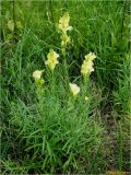 Linaria vulgaris. Цветущие растения. Украина, Ивано-Франковская обл., Долинский р-н, Старомизунский сельсовет, окр. с. Новый Мизунь, болото \"Ширковець\". 05.08.2017.