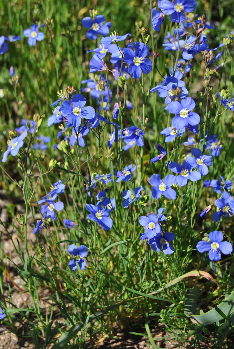 Image of Heliophila coronopifolia specimen.