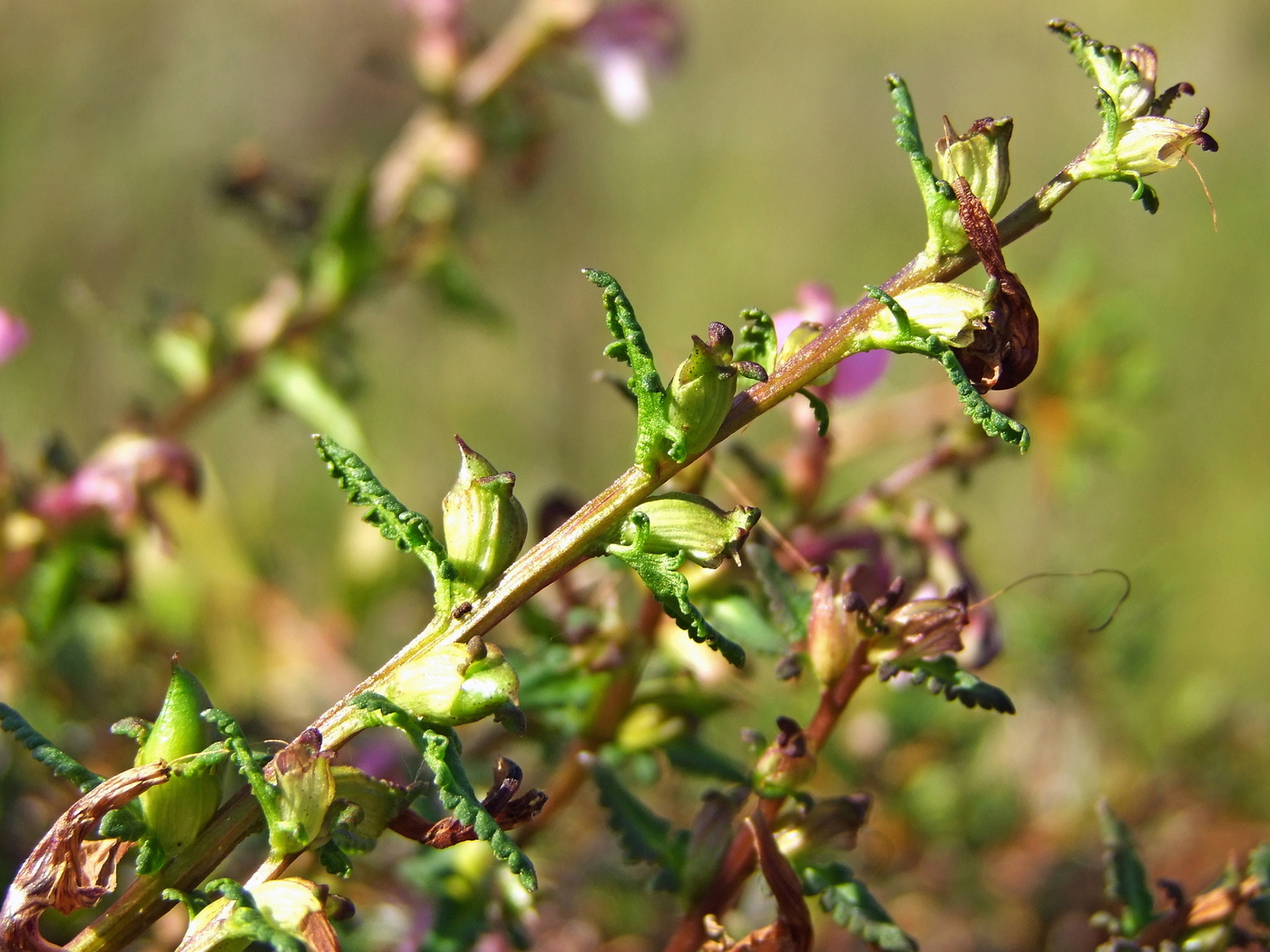 Изображение особи Pedicularis adunca.