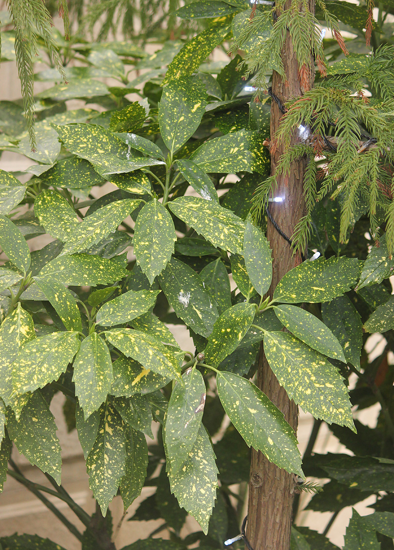 Изображение особи Aucuba japonica.