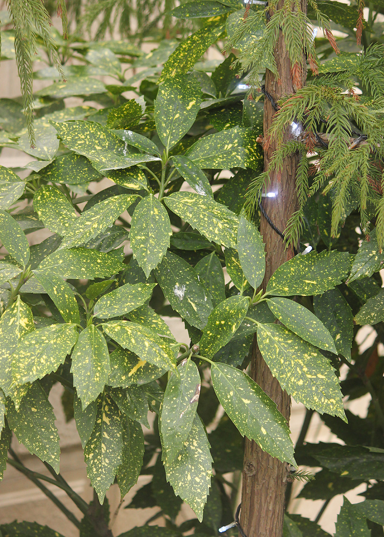 Image of Aucuba japonica specimen.