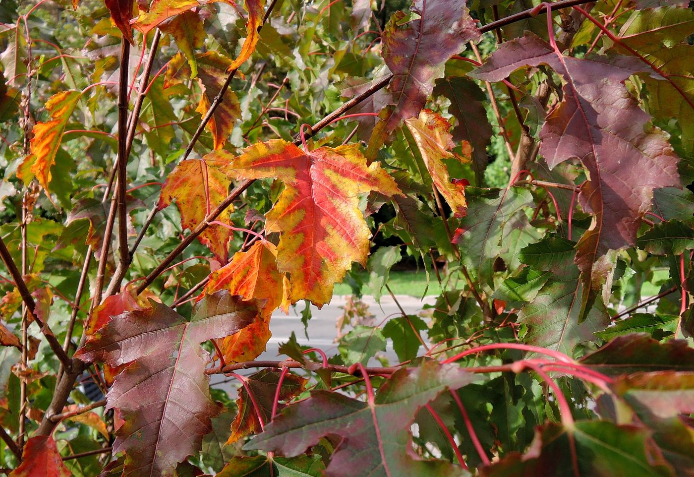 Image of Acer ginnala specimen.