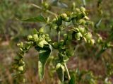 Atriplex sagittata