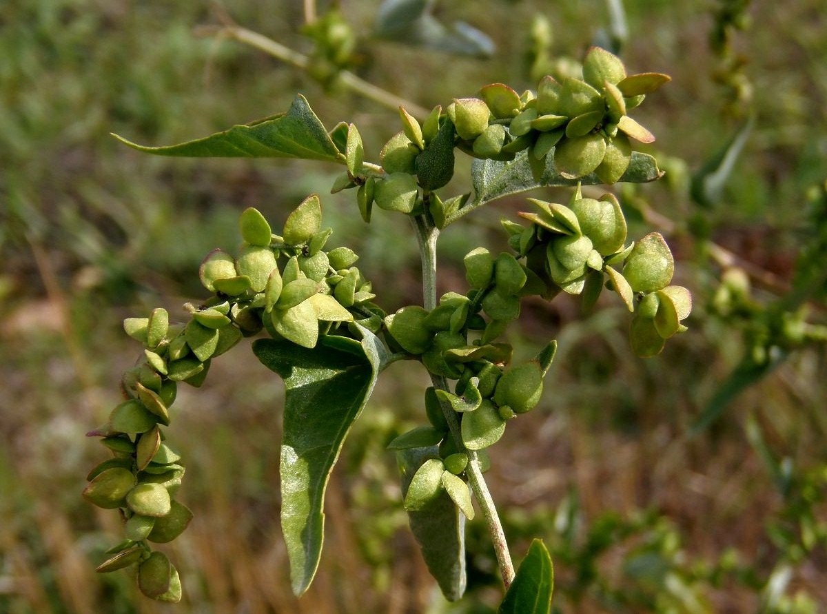 Image of Atriplex sagittata specimen.