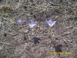 Crocus speciosus