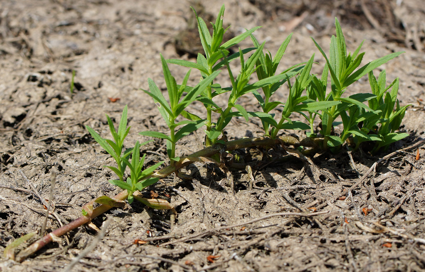 Изображение особи Gratiola officinalis.