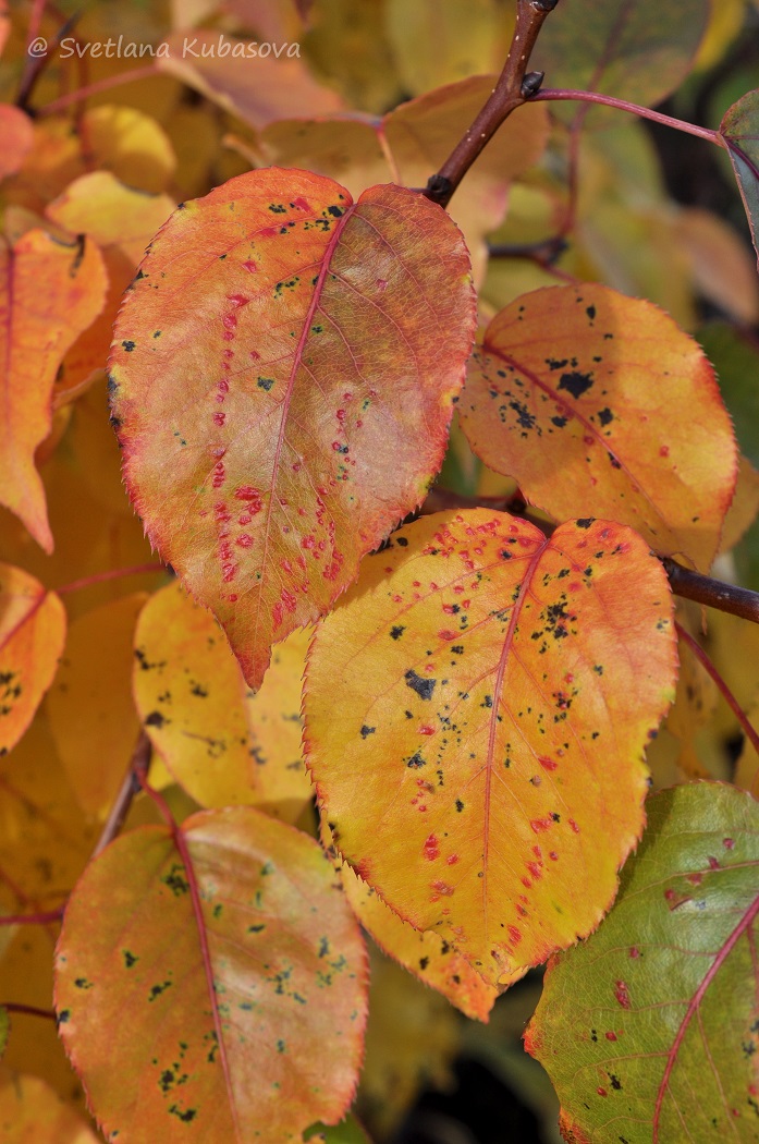 Image of Pyrus ussuriensis specimen.