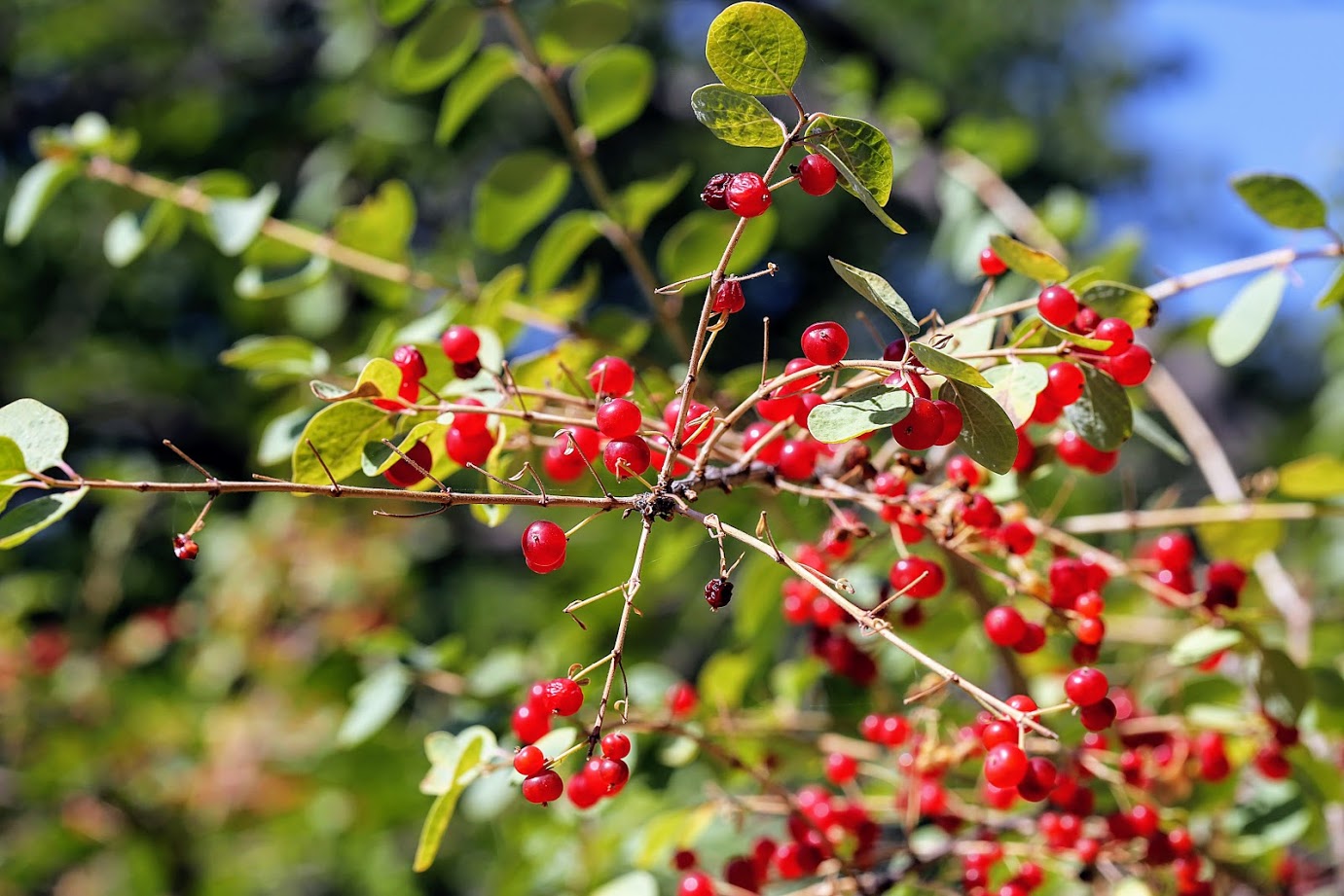 Image of genus Lonicera specimen.