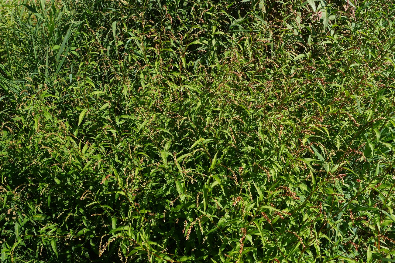 Image of Persicaria hydropiper specimen.