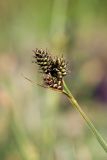 Carex norvegica. Верхушка растения с отцветшими соцветиями. Мурманская обл., Кольский р-н, окр. пос. Дальние Зеленцы, окр. Столбового озера, скалистый склон северной экспозиции небольшой сопки, сырой замшелый уступ. 30.07.2017.