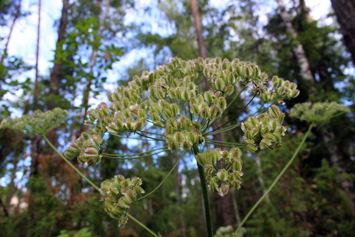 Изображение особи Laserpitium latifolium.