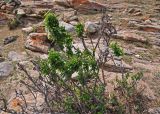 Amygdalus pedunculata. Взрослый кустарник. Монголия, аймак Туве, окр. г. Эрдэнэсант, ≈ 1400 м н.у.м., горная степь, у подножия скал. 01.06.2017.