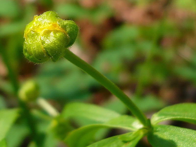 Изображение особи Ranunculus cassubicus.