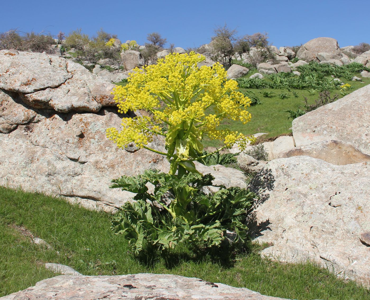 Изображение особи Ferula kuhistanica.