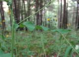 род Hieracium. Верхний стеблевой лист. Кабардино-Балкария, Эльбрусский р-н, окр. пос. Эльбрус, ок. 1900 м н.у.м., преим. сосновый лес. 24.08.2017.