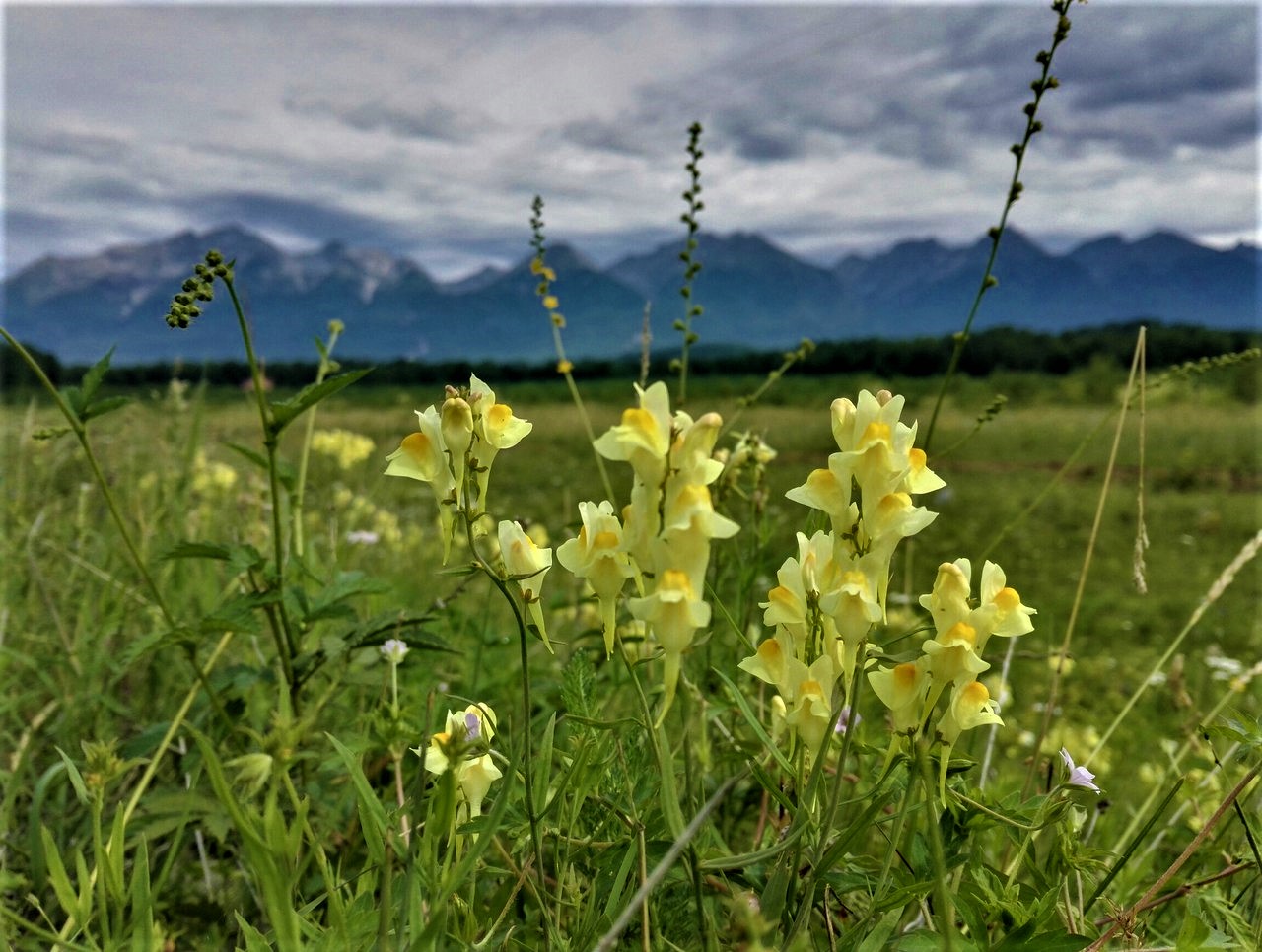 Image of Linaria vulgaris specimen.